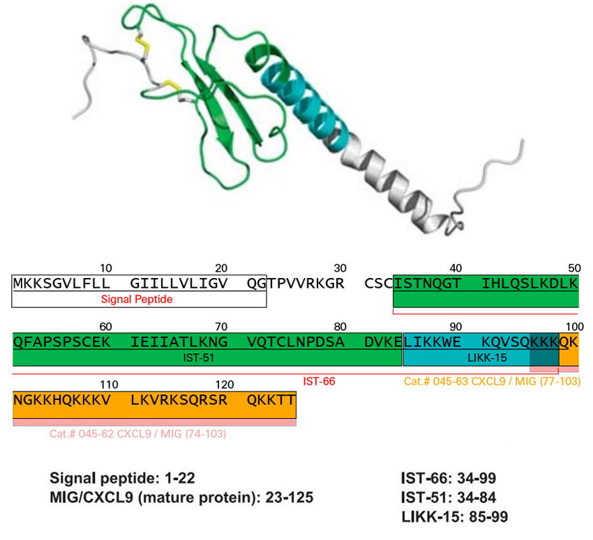 Human CXCL9 precursor protein and derived peptides