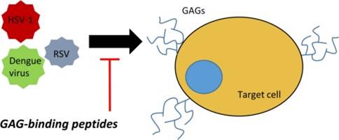 gag-binding peptide