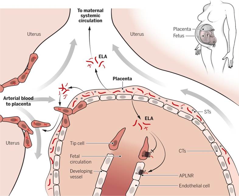 The maternal-fetal interface within the developing placenta