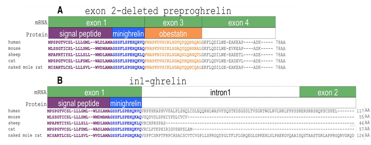 exon 2 deleted preproghrelin sequence
