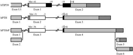 Comparison of the gene structure for human TIP39, human PTH, and human PTHrP