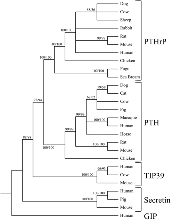 Phylogenetic analysis indicating the evolutionary relationship among precursor proteins of the TIP39, PTH, PTHrP, and secretin families of peptides.