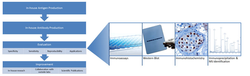 validation of antibody antibody validation evaluation reliable standardize