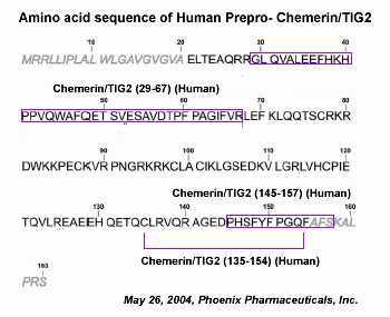 sequence chemerin