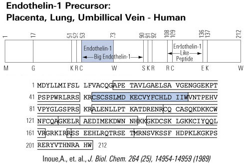 endothelin-1 human