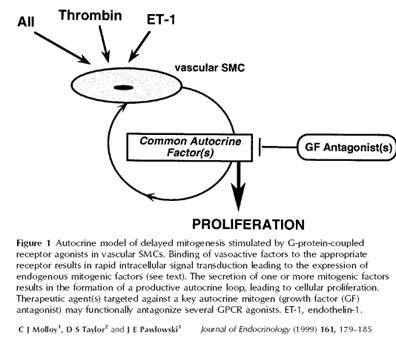 autocrine model of delayed mitogenesis stimulated by G-protein-coupled receptor agonists in vascular SMCs.
