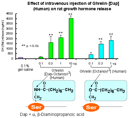 Ghrelin-[Dap]