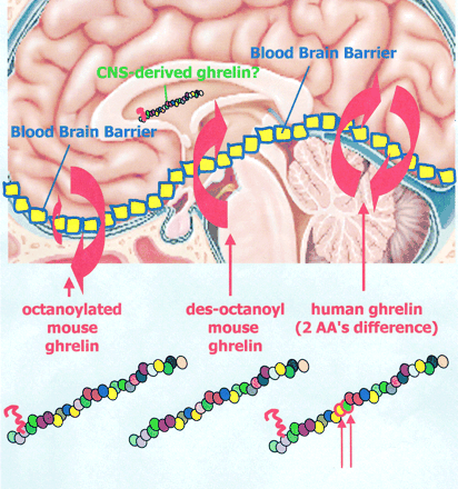 Ghrelin enables the stimulation of growth hormone release and control of energy balance.