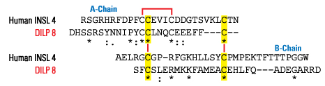 sequence comparison insl4 and dilp8