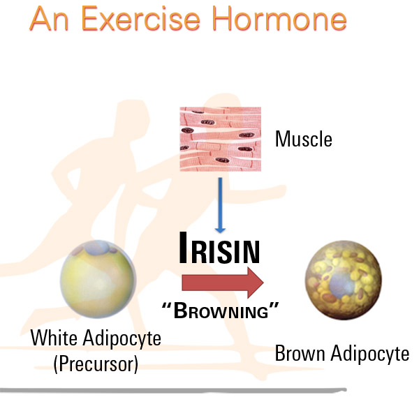 an exercise hormone