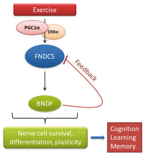 Model of the hippocampal PGC-1α/FNDC5/BDNF pathway in exercise.