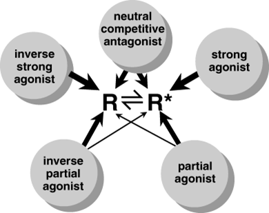 A schematic representation of how the two-state receptor model relates to the action of drugs as strong agonists, partial agonists, neutral competitive antagonists, inverse agonists, and inverse partial agonists. The inactive and active receptor conformations (R and R*, respectively) are in constant equilibrium.