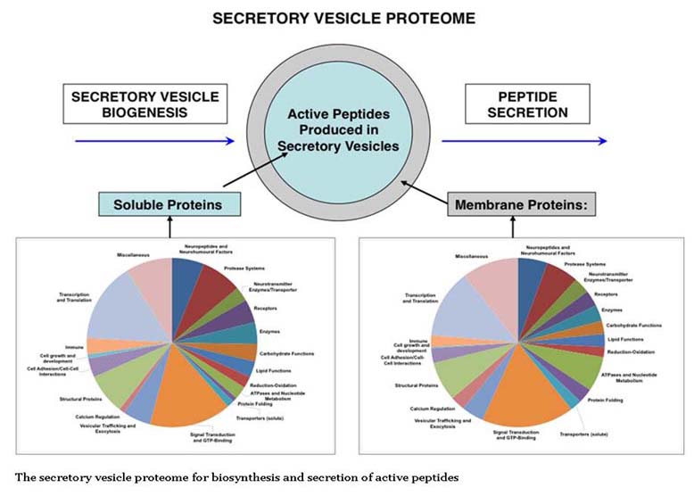 secretory vesicle proteome