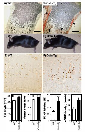 Ostn-transgenic (Ostn-TG) mice have longer bones.