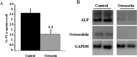 Osteocrin regulates the osteoblast phenotype.