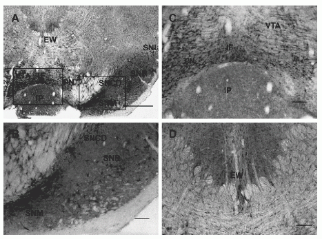 Photomicrographs of sections through the rat midbrain labeled with NPB antiserum.