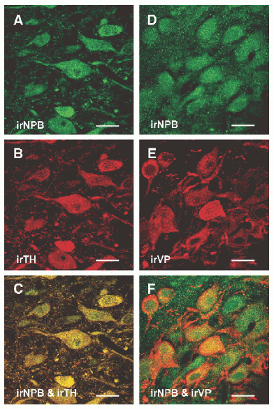 Confocal images of rat midbrain (A– C) and hypothalamic sections (D–F) double labeled with neuropeptide B antiserum (NPB, green image) and tyrosine hydroxylase (TH) or vasopressin (VP) antibody
