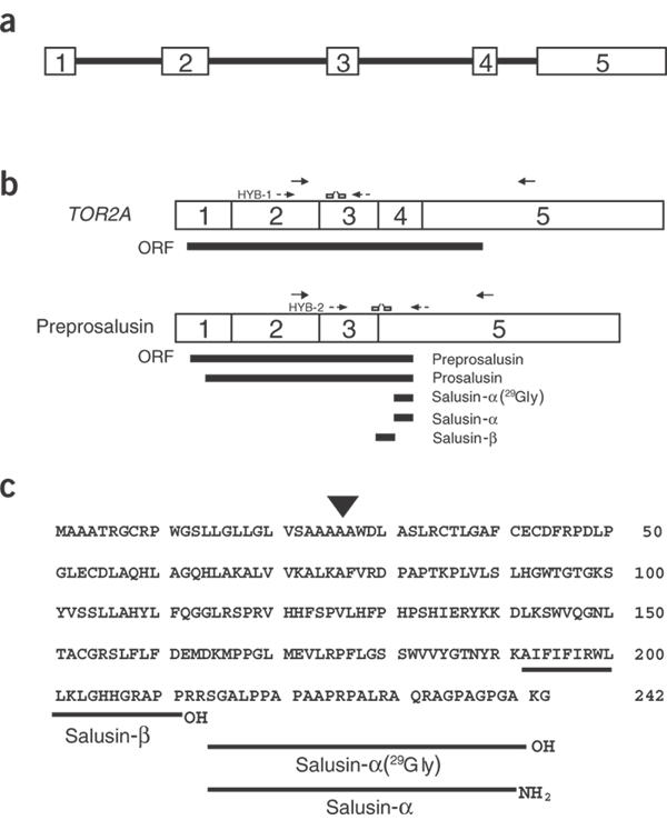 schematics salusin