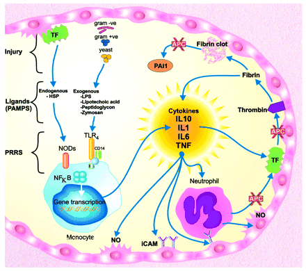A simplified diagram of the innate immune response to infection