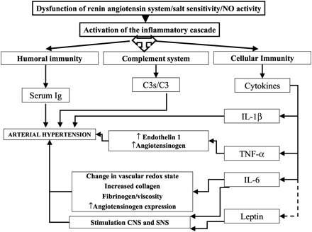 Proposed pathophysiology of hypertension through inflammatory mechanisms