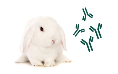 Research Peptides for Sale